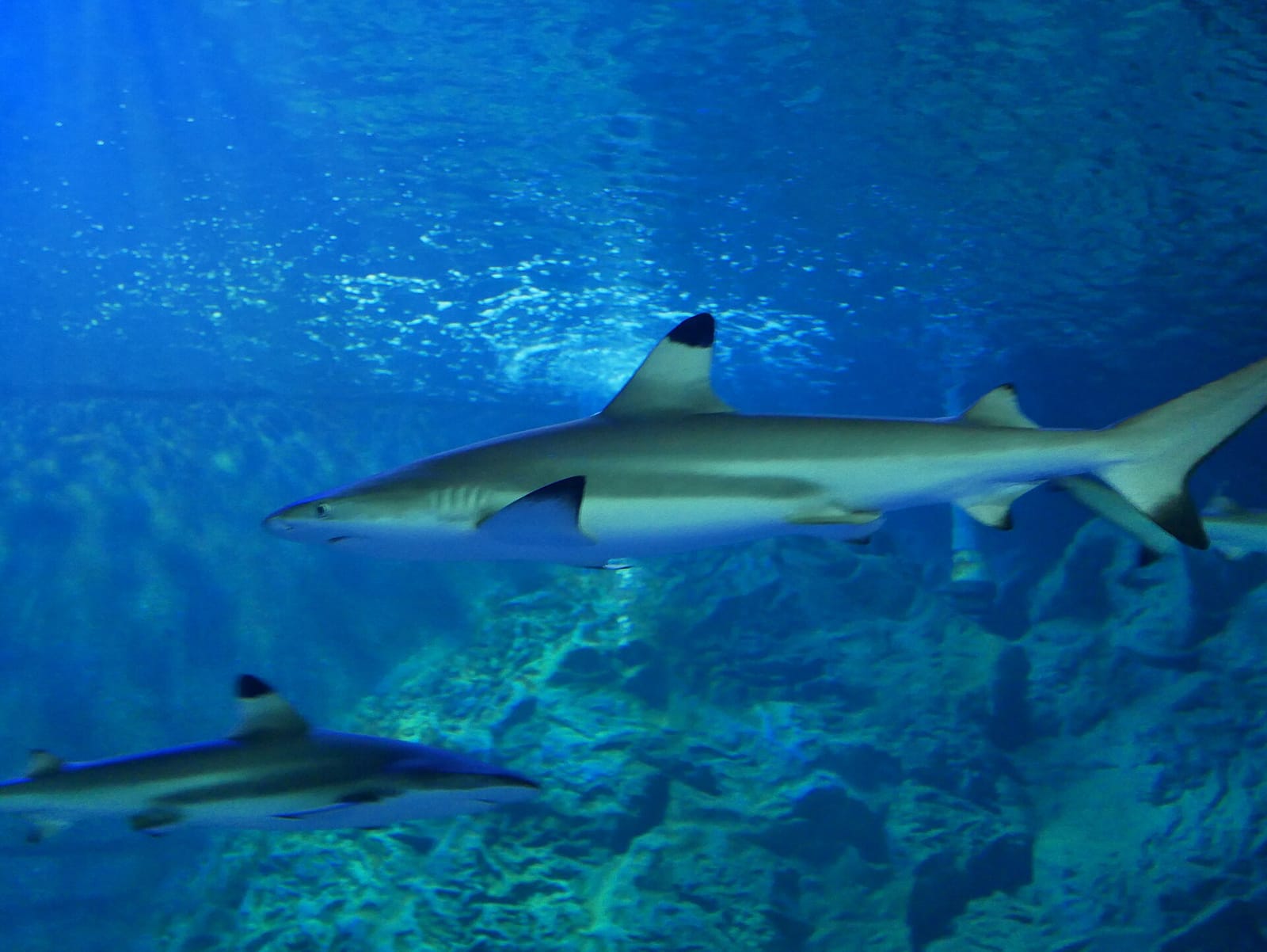 Blacktip reef sharks swimming in the marine section of Chiang Mai Zoo Aquarium