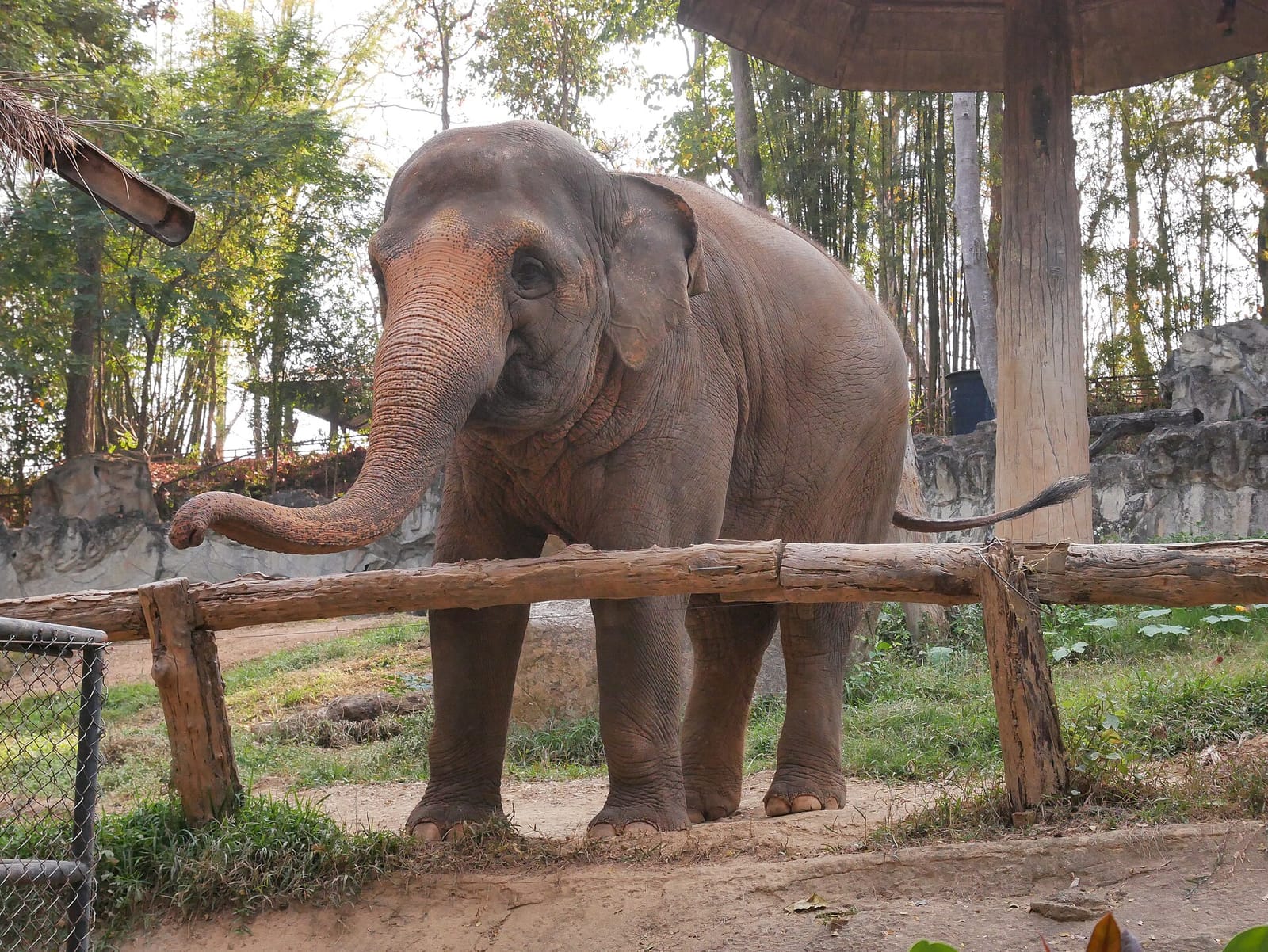 Asian elephant standing at the wooden rail of its enclosure at Chiang Mai Zoo