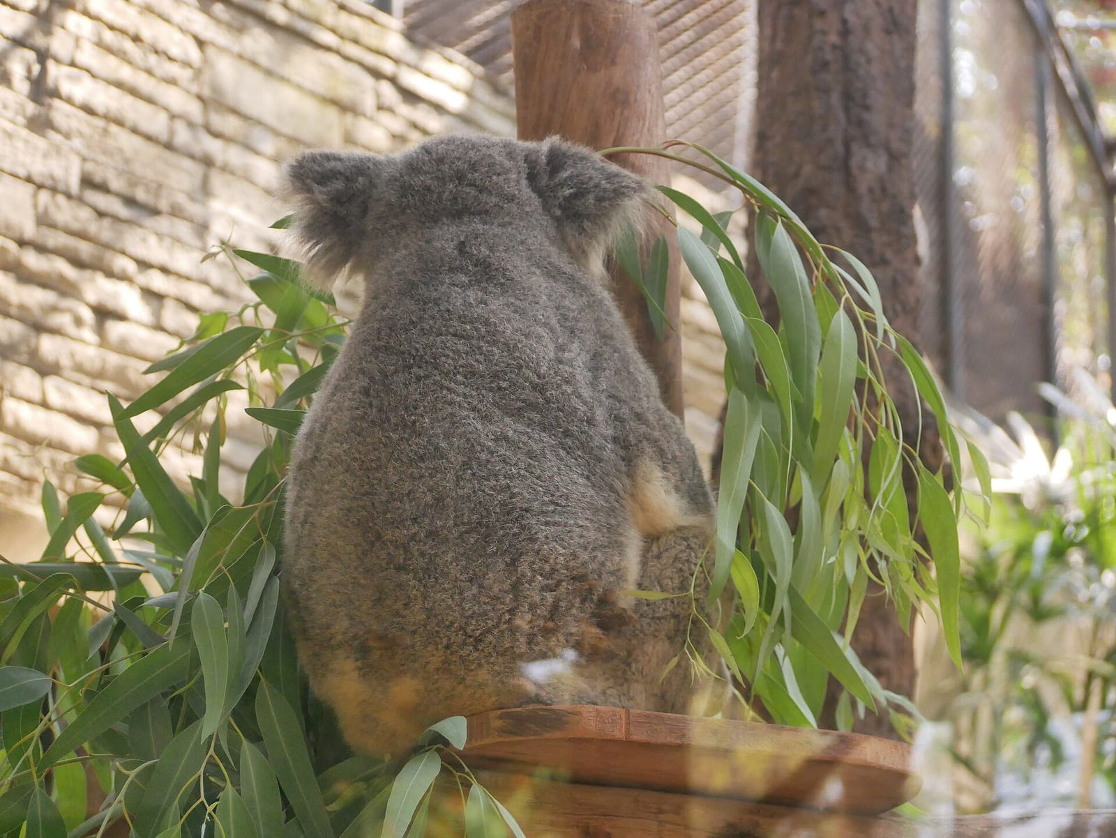 Koala among fresh eucalyptus branches in its enclosure at Chiang Mai Zoo