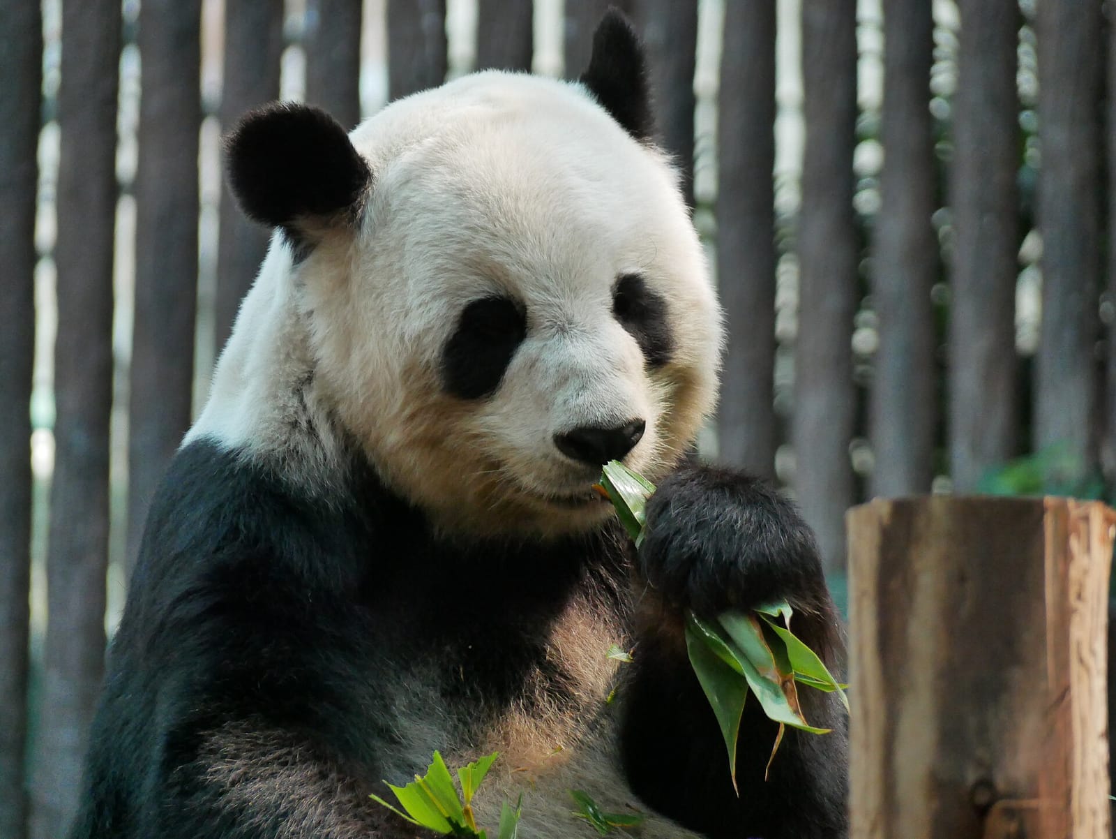 Giant panda eating bamboo in her enclosure at Chiang Mai Zoo